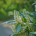 Flora Bloom Photo 10