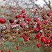 Misty Berry Photo 31