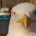Don Fowls Photo 11