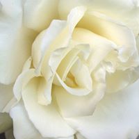 Cynthia Alexander Photo 7