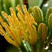 Vera Flowers Photo 12