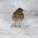 Elizabeth Thrush Photo 10