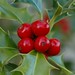 Holly Berry Photo 12
