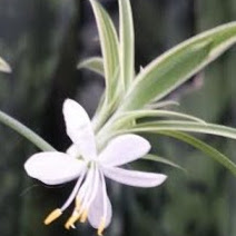 Diana Sage Photo 4