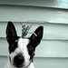 Joy Crain Photo 11