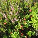 Heather Berry Photo 9