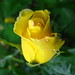 Rose Vang Photo 19