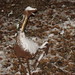 Dennis Langton Photo 10
