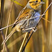 Nelson Sharp Photo 9
