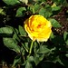Joanne Rose Photo 25