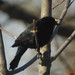 Allison Wing Photo 10