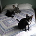 Walter Livingston Photo 12