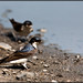 Martin Vogel Photo 29