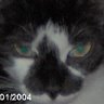 Janis Haynes Photo 27