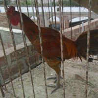 Richard Ybarra Photo 28