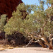 Alice Wells Photo 2