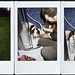 Annette Fox Photo 16