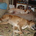 Ginger Gunter Photo 23