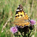 April Crabtree Photo 21