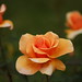 Brandy Rose Photo 9