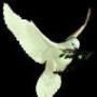 Janice Stepp Photo 6