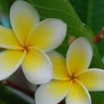 Liya Yu Photo 10