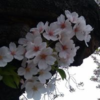 Kathy Goforth Photo 22