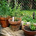 Rosemary Urban Photo 3