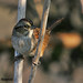 Susan Sparrow Photo 23