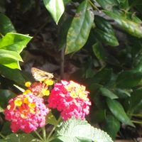 Joyce Patton Photo 16