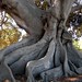 Barbara Root Photo 14