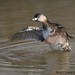 David Grebe Photo 11
