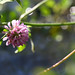 Larry Scurry Photo 6