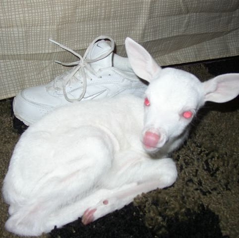 Lenora Robinson Photo 8