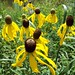 Susan Lemen Photo 10