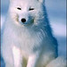 Gregory Fox Photo 12