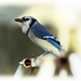 Jay Horner Photo 29