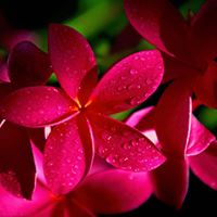 Lydia Trujillo Photo 15