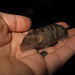 Rex Tanner Photo 14