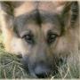 Carol Croft Photo 18