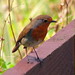 Robin Sutherland Photo 31