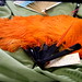 Florence Lester Photo 7