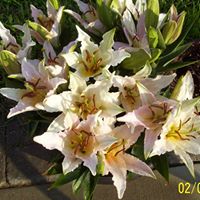 Laura Colburn Photo 6