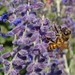 Rosemary Green Photo 34