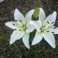 Christine Elmore Photo 20