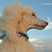 Jake Lang Photo 13