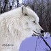 Judy Wolf Photo 11