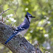 Jay Eaves Photo 3
