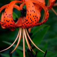 Ann Snider Photo 24