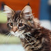 Mark Coons Photo 13